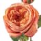 Coral English Rose Stem by Ashland&#xAE;